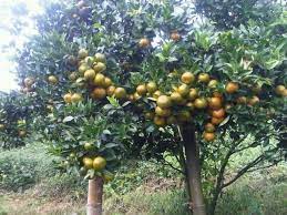 Overland Tour Round Trip Sumatra